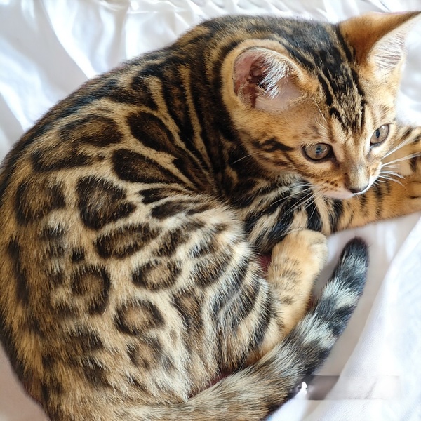 Mirta Luna Star Galaxy